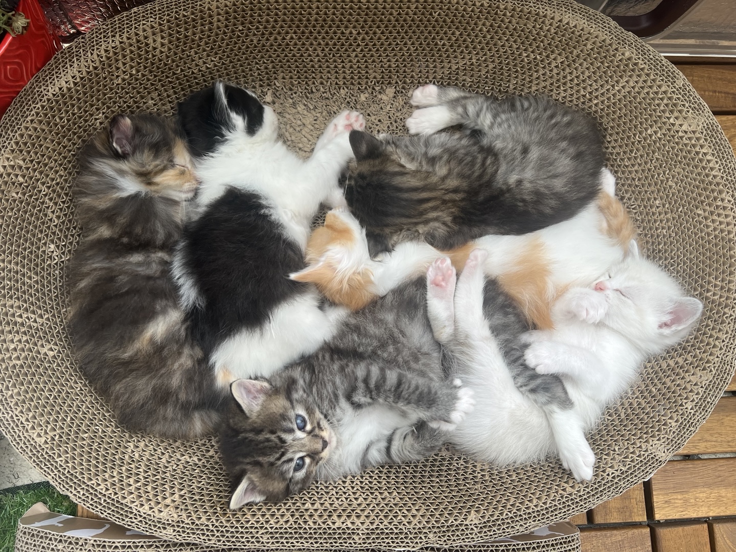 Happy family with adopted kitten