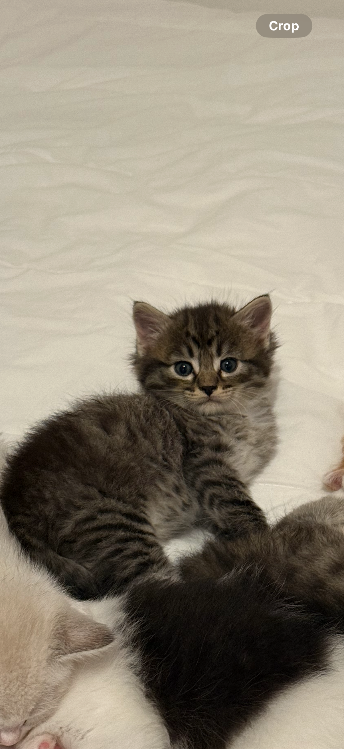 Earl