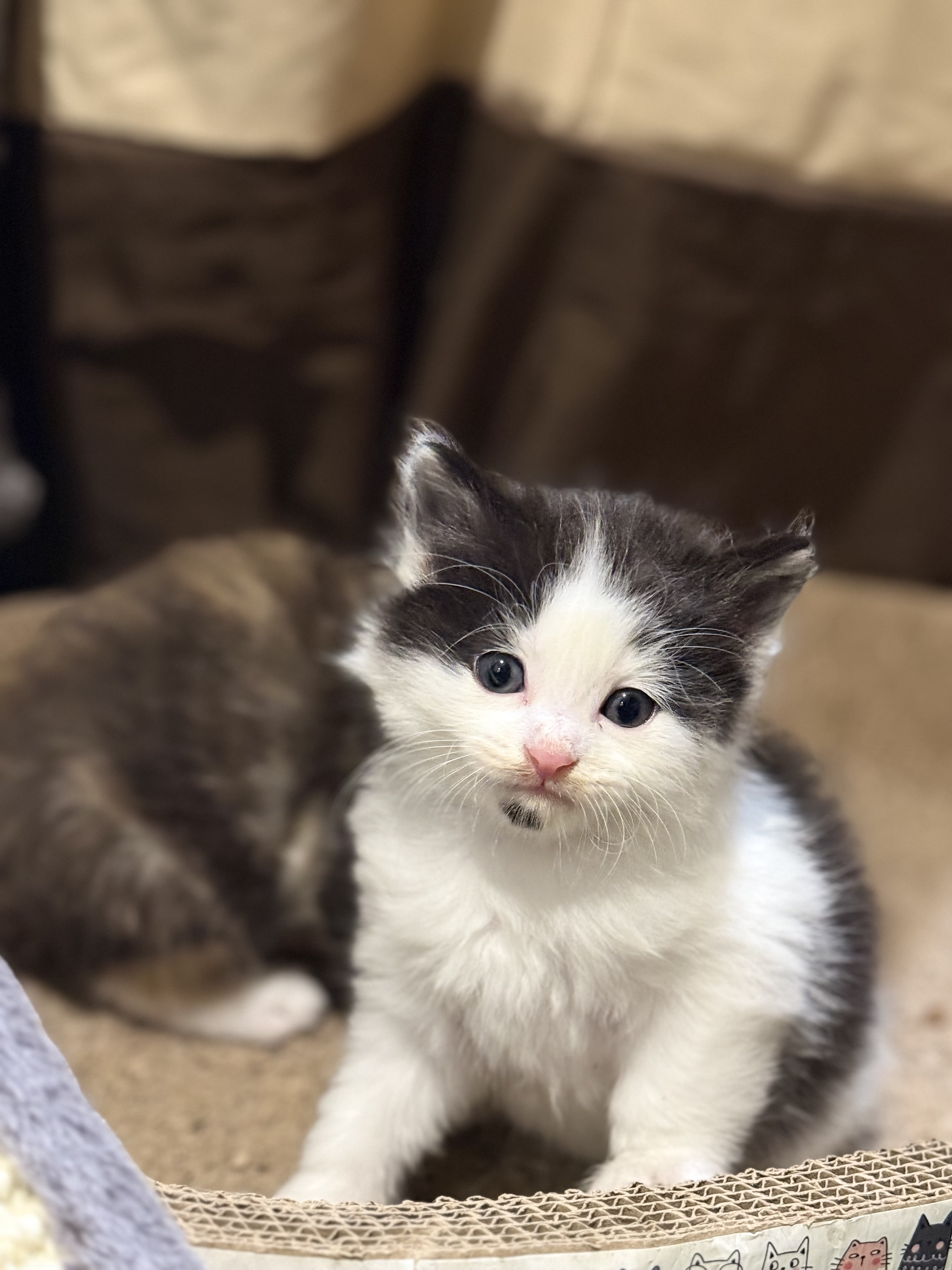 Moko